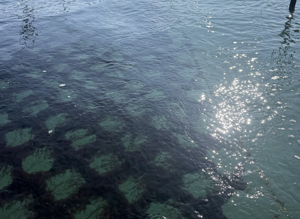 水中の海苔養殖網