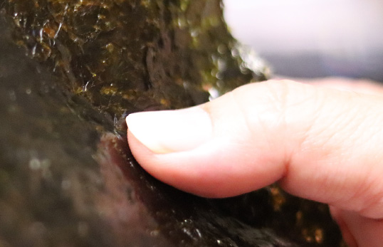 海苔を手にするアップ